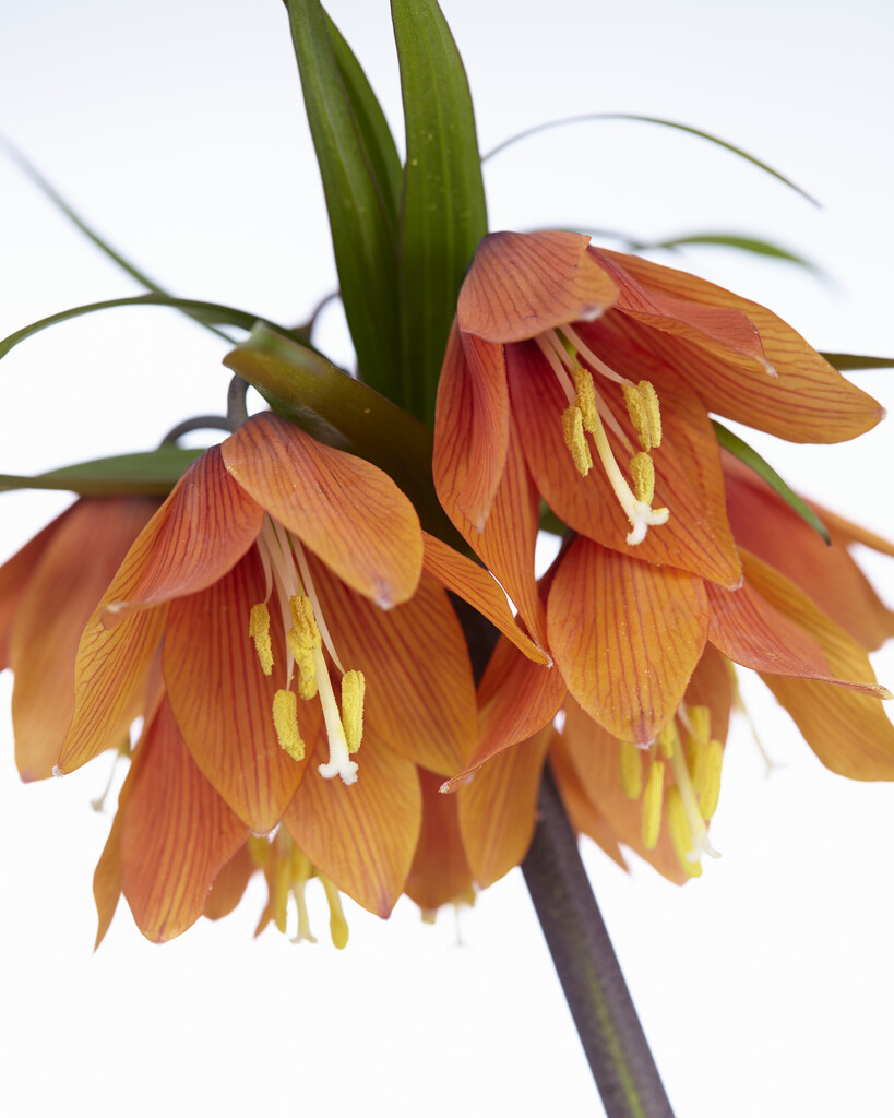 <i>Fritillaria</i> 'Chopin' (Rascal Series)