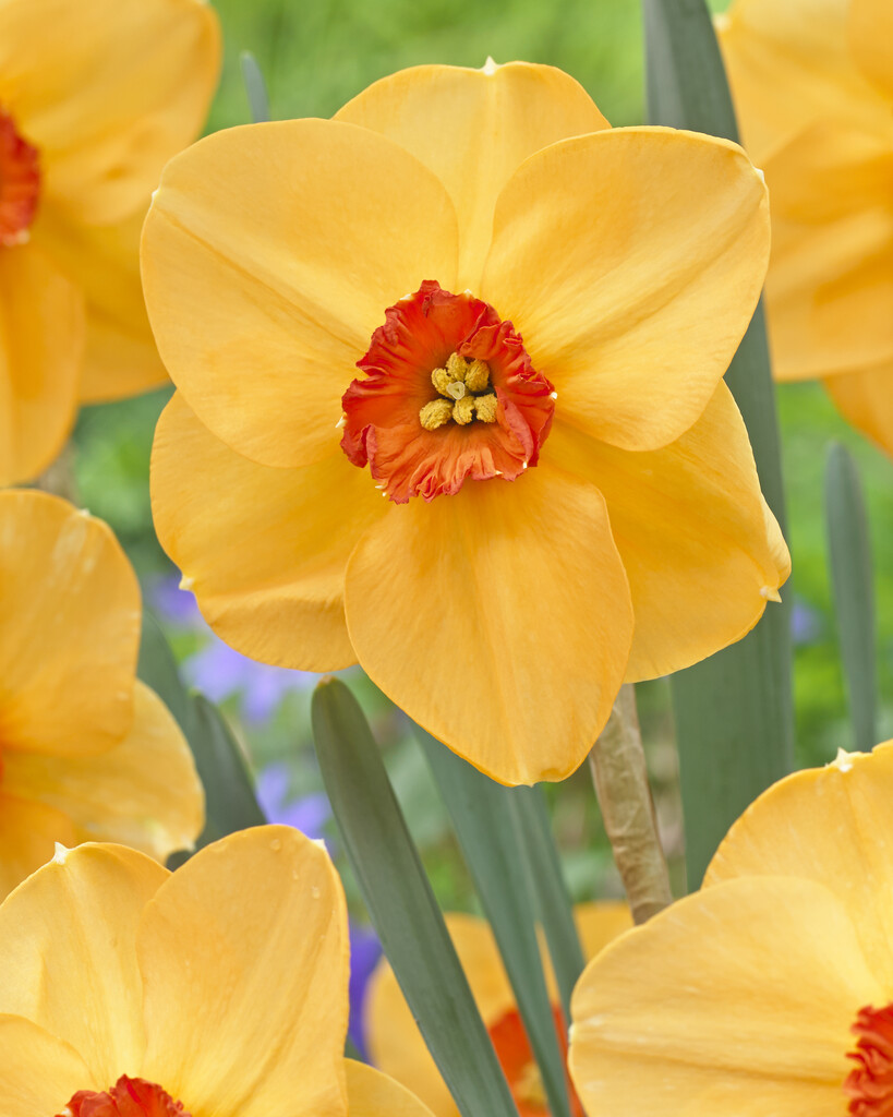daffodil 'Sabine Hay'