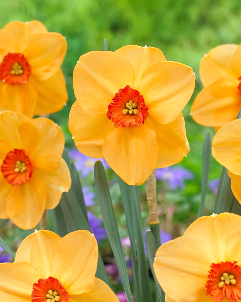 daffodil 'Sabine Hay'