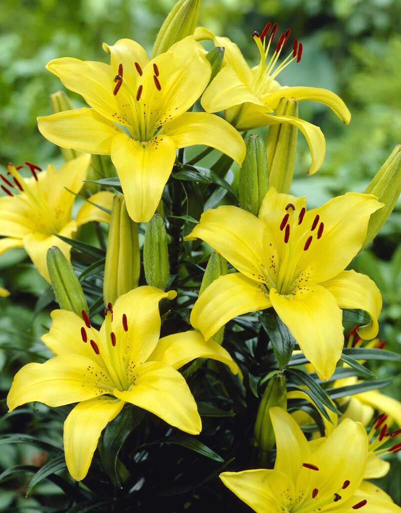 lily 'Lemon Pixie'
