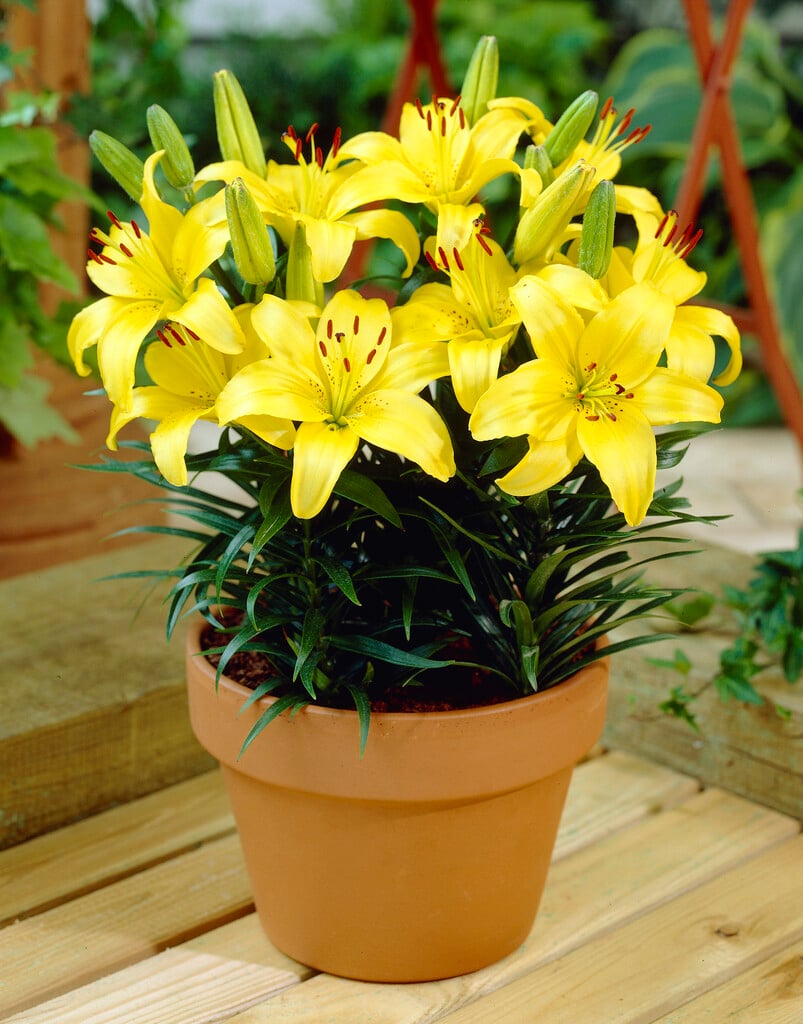 lily 'Lemon Pixie'