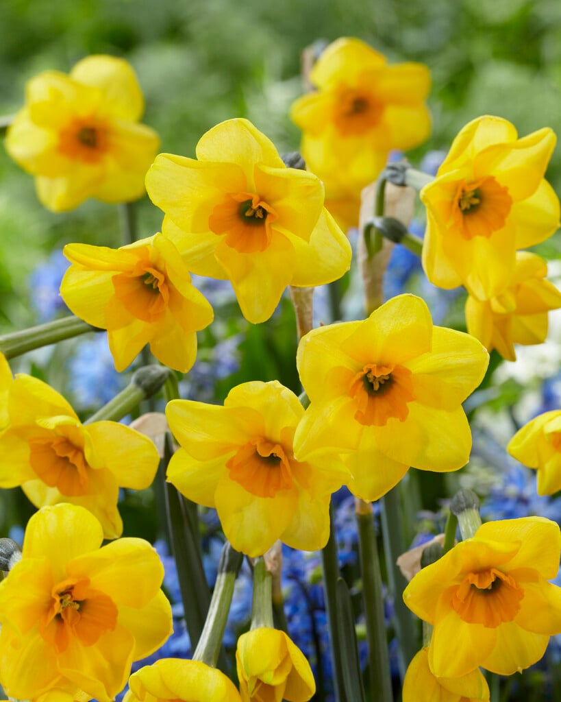 daffodil 'Littlefield'