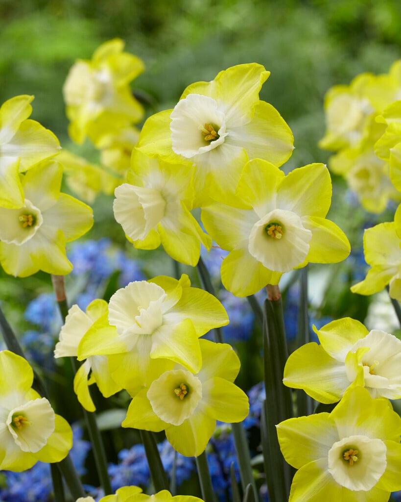 daffodil 'Regeneration'