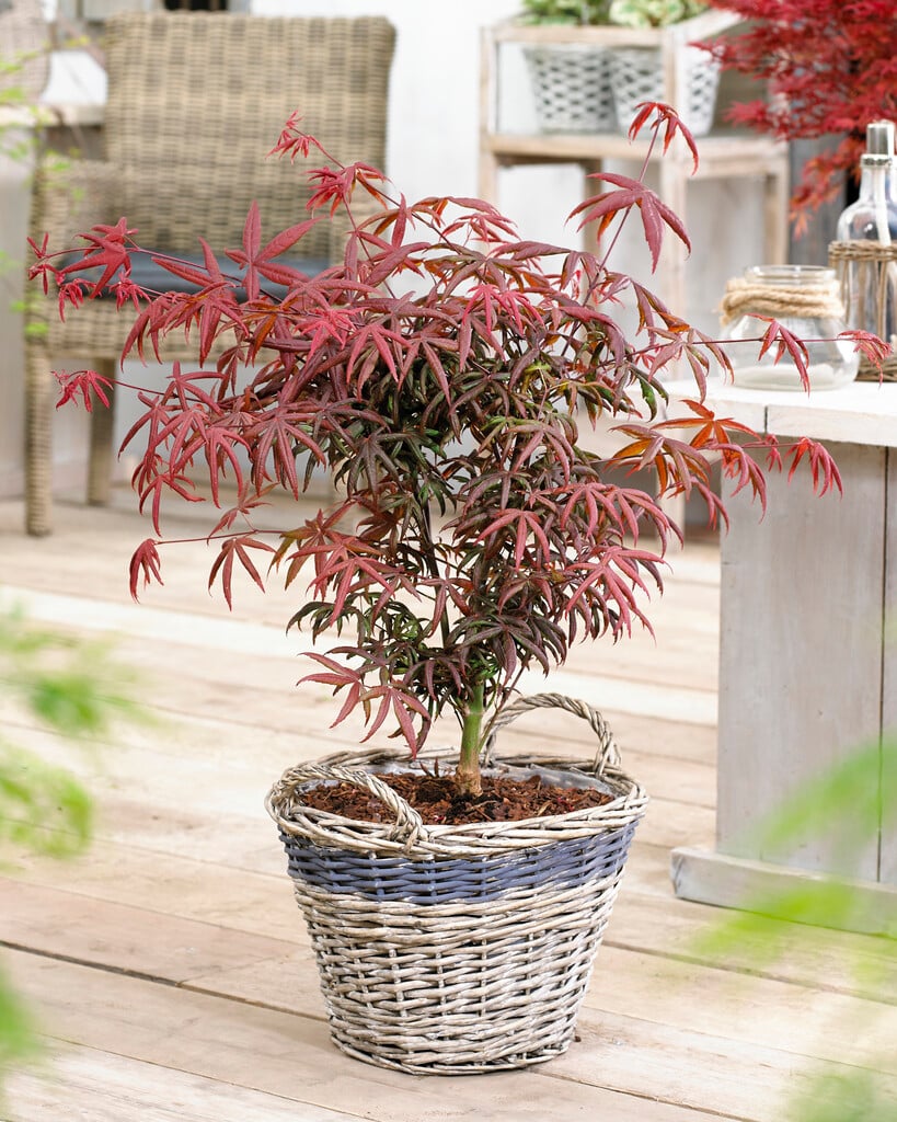 Japanese maple 'Starfish'