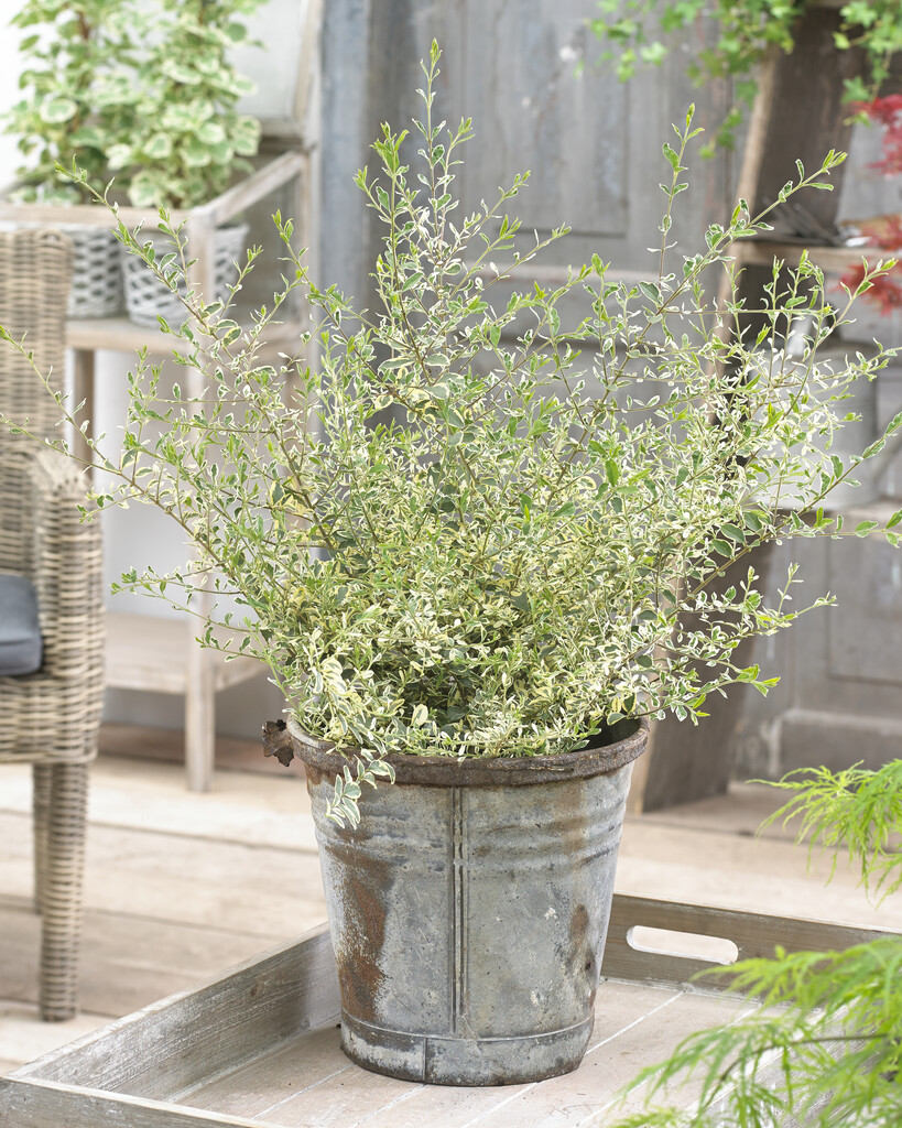 Ligustrum ibota 'Muster'PBR (v)/RHS Gardening