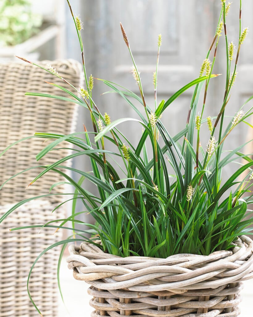 Morrow's sedge 'Irish Green'