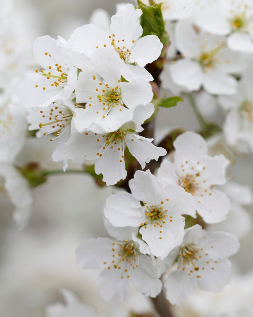 <i>Prunus</i> <i>avium</i> 'Vanda' (F)