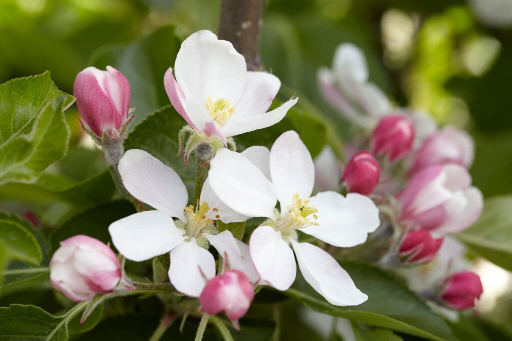 apple 'James Grieve'