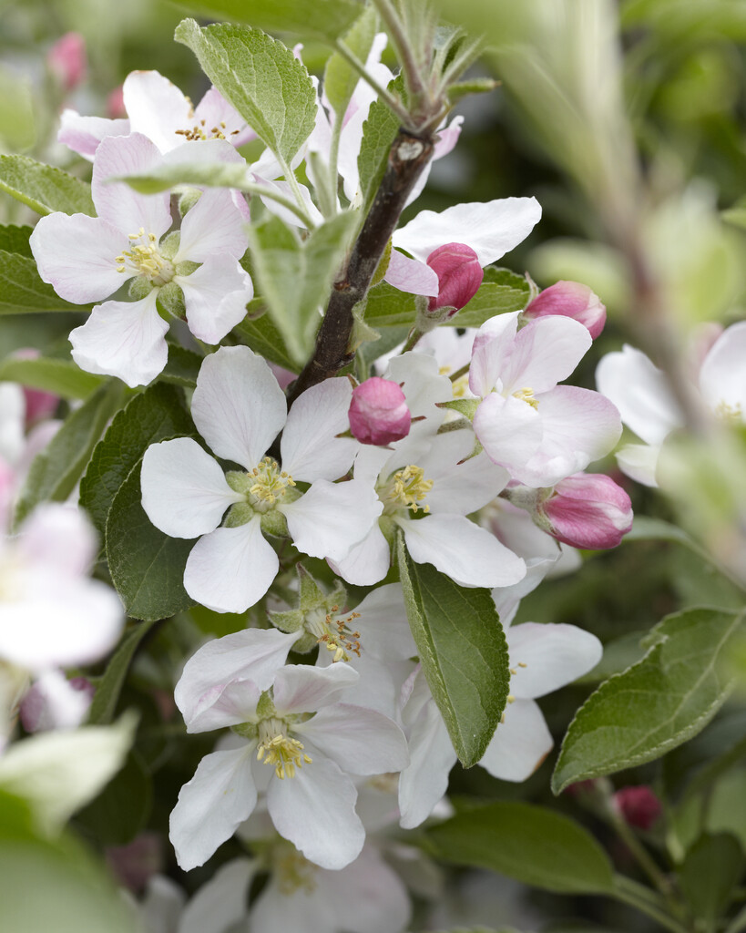 apple 'Braeburn'