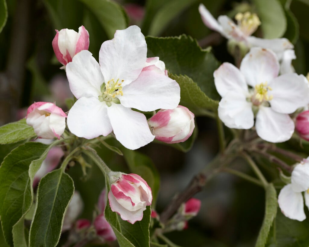 apple 'Granny Smith'