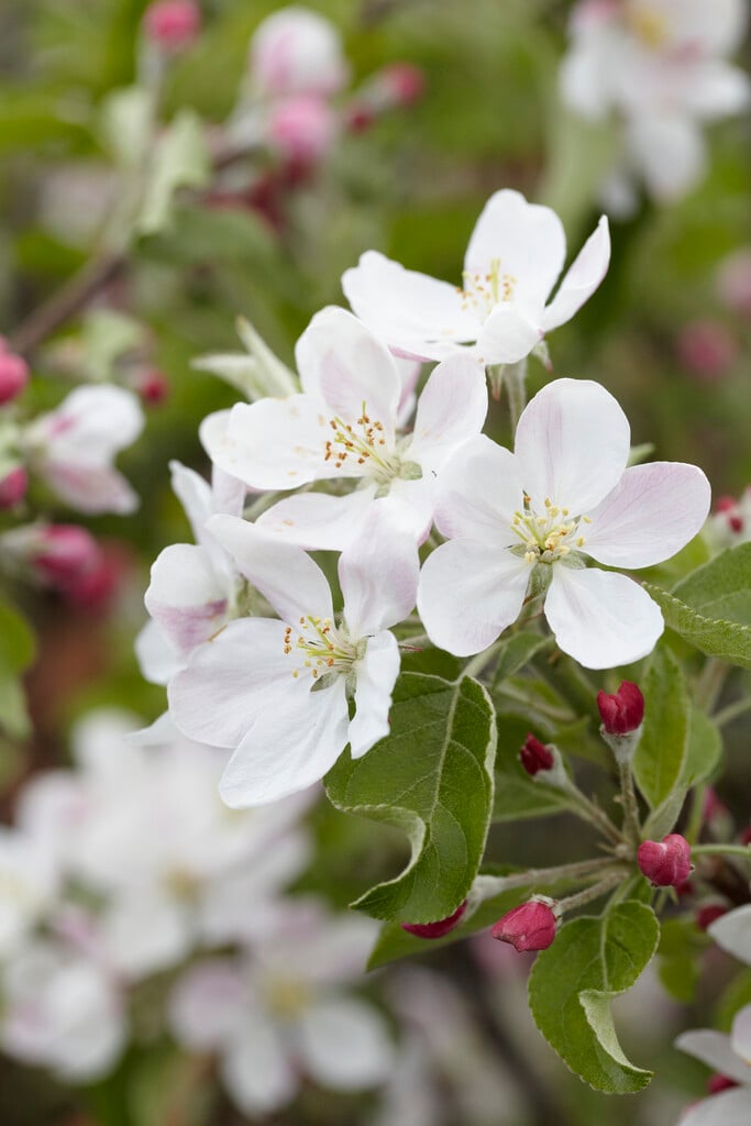 apple 'Pinova'