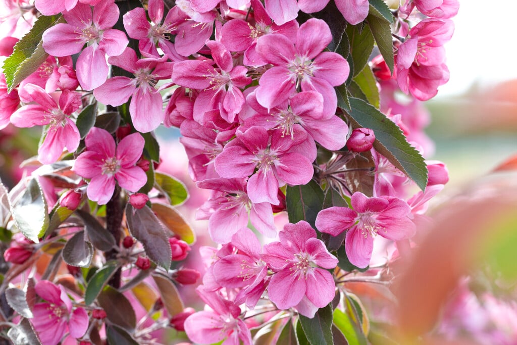 crab apple 'Maypole'