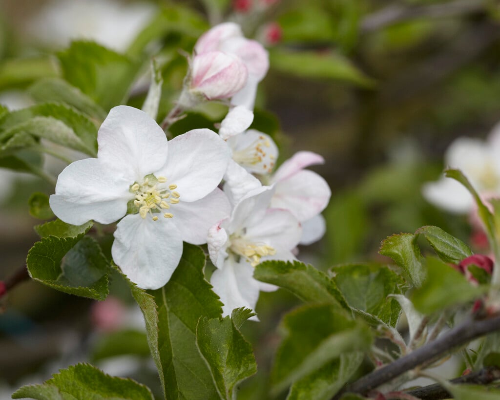 apple 'Jonathan'