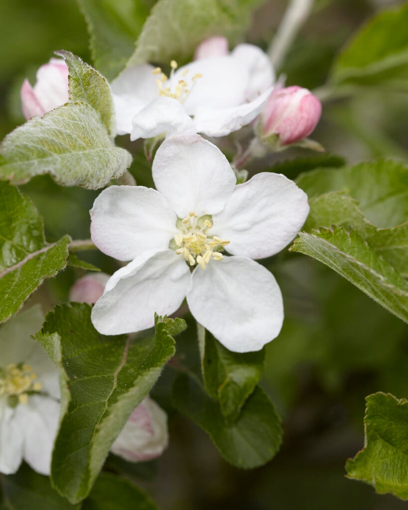apple 'Jonathan'
