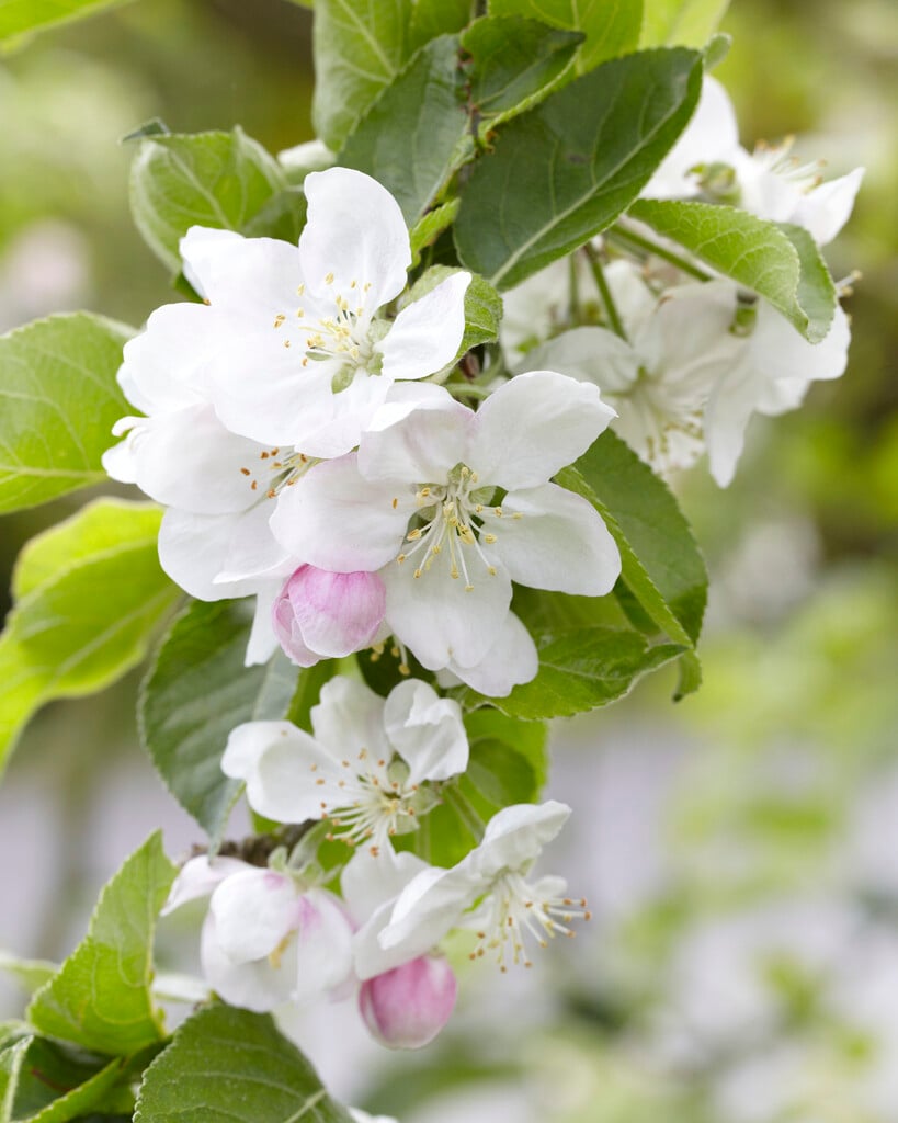 apple 'Keswick Codlin'