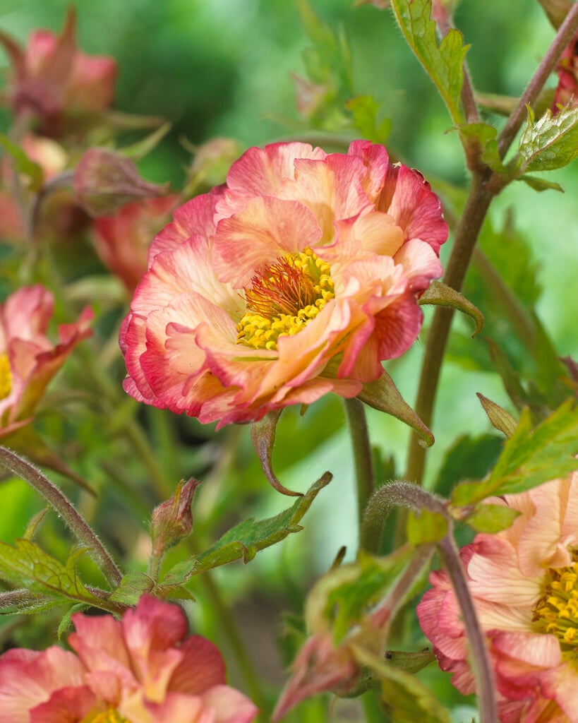 avens 'Cosmopolitan'