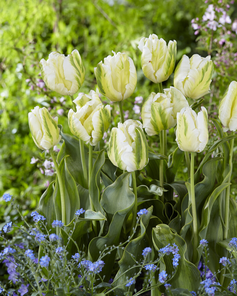 tulip 'Madonna'