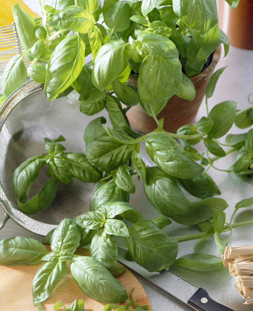 <i>Ocimum</i> <i>basilicum</i> 'Genova'