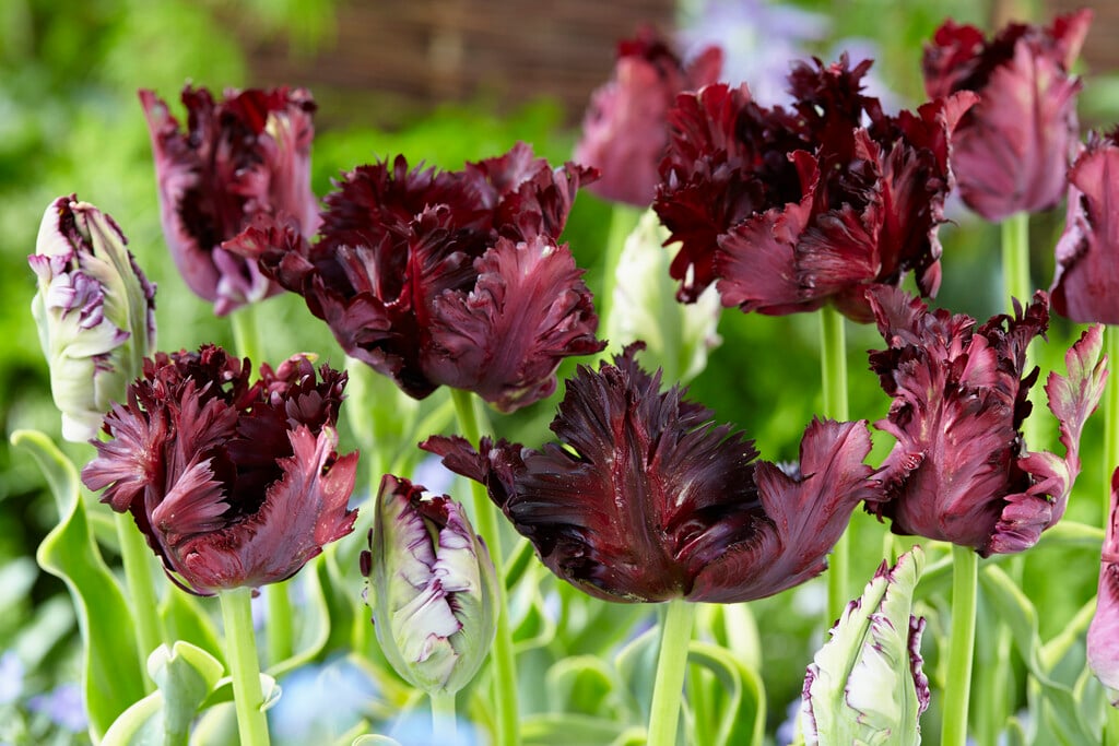 tulip 'Frozen Night'