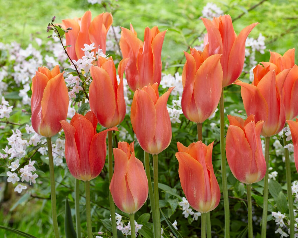 tulip 'Big Brother'