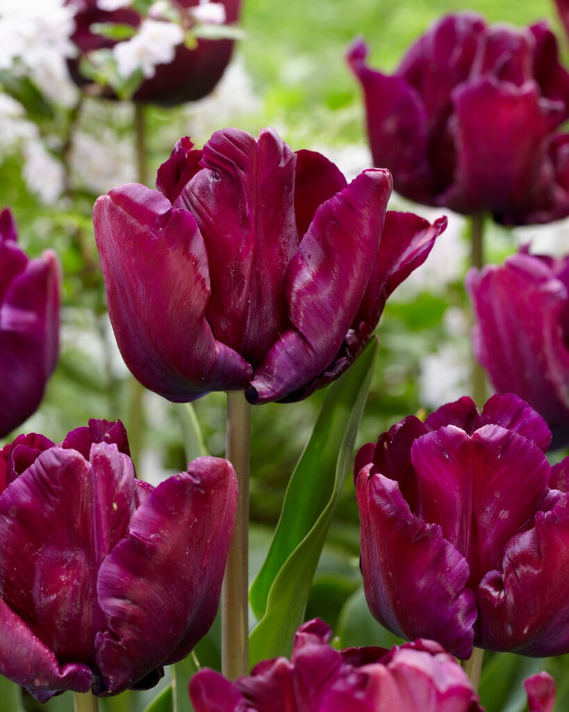 tulip 'Victoria's Secret'