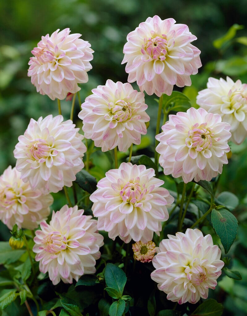 dahlia 'Wittem'