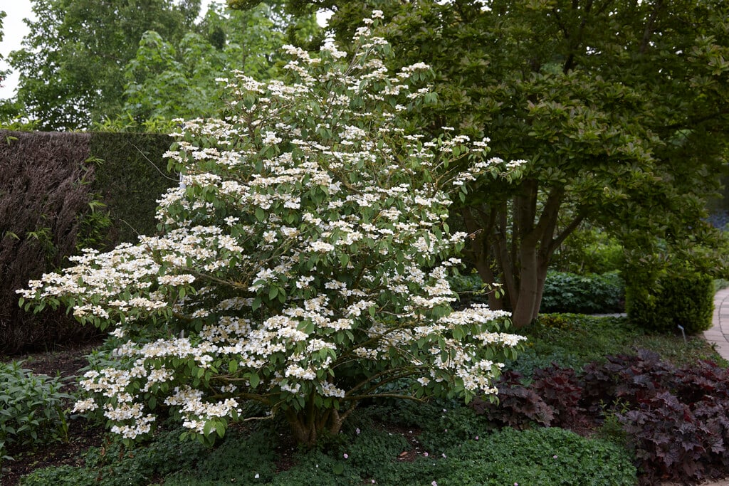 Japanese snowball tree