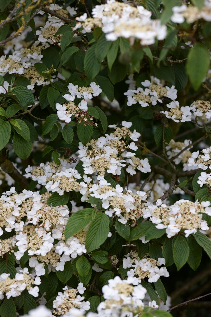 Japanese snowball tree