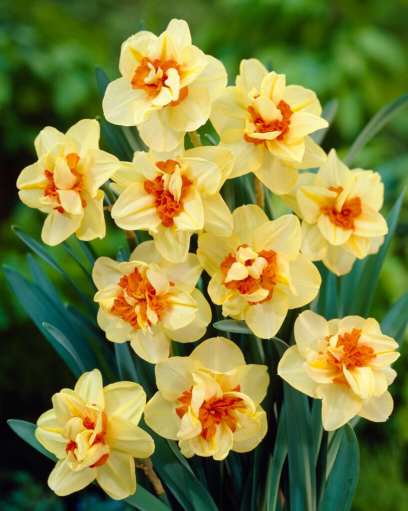 daffodil 'Double Fashion