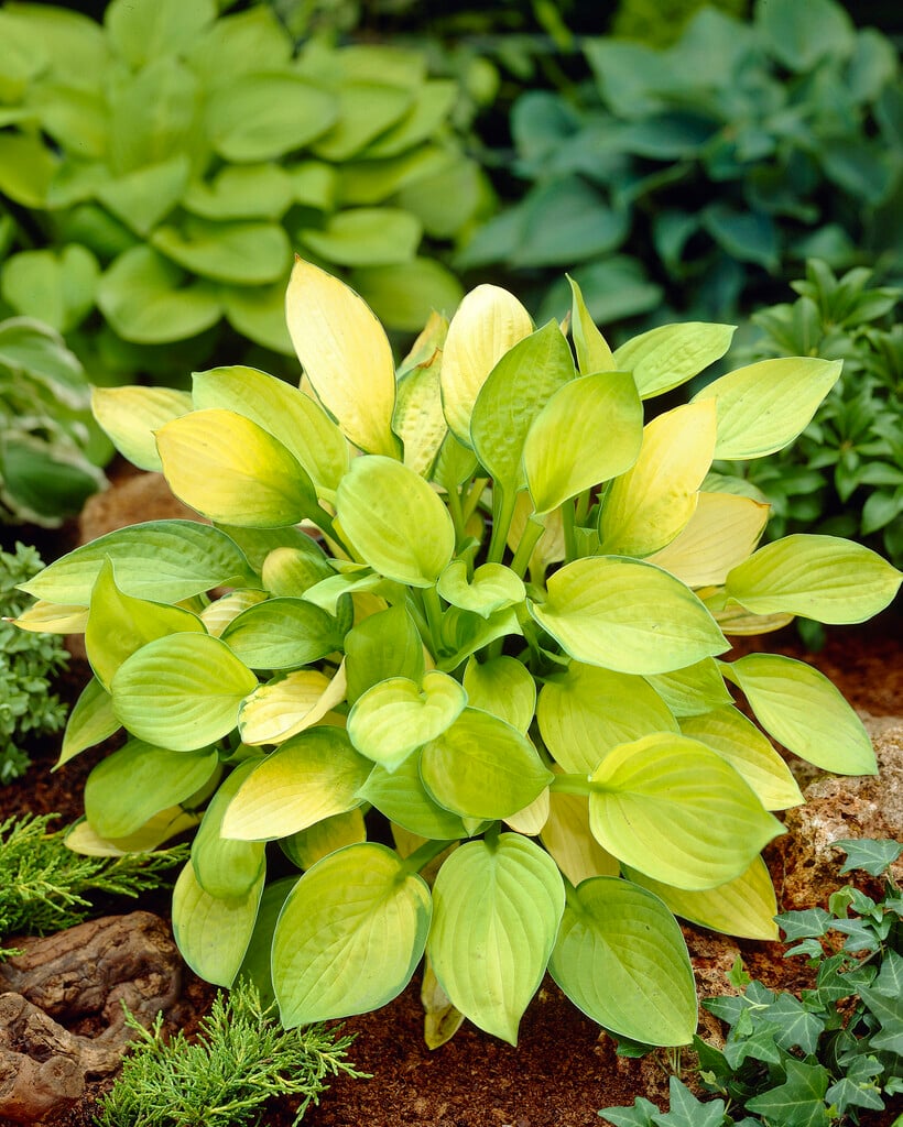 plantain lily 'Janet'