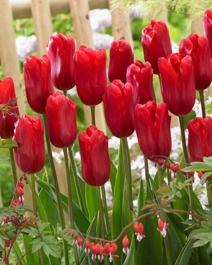 tulip 'Red Proud'
