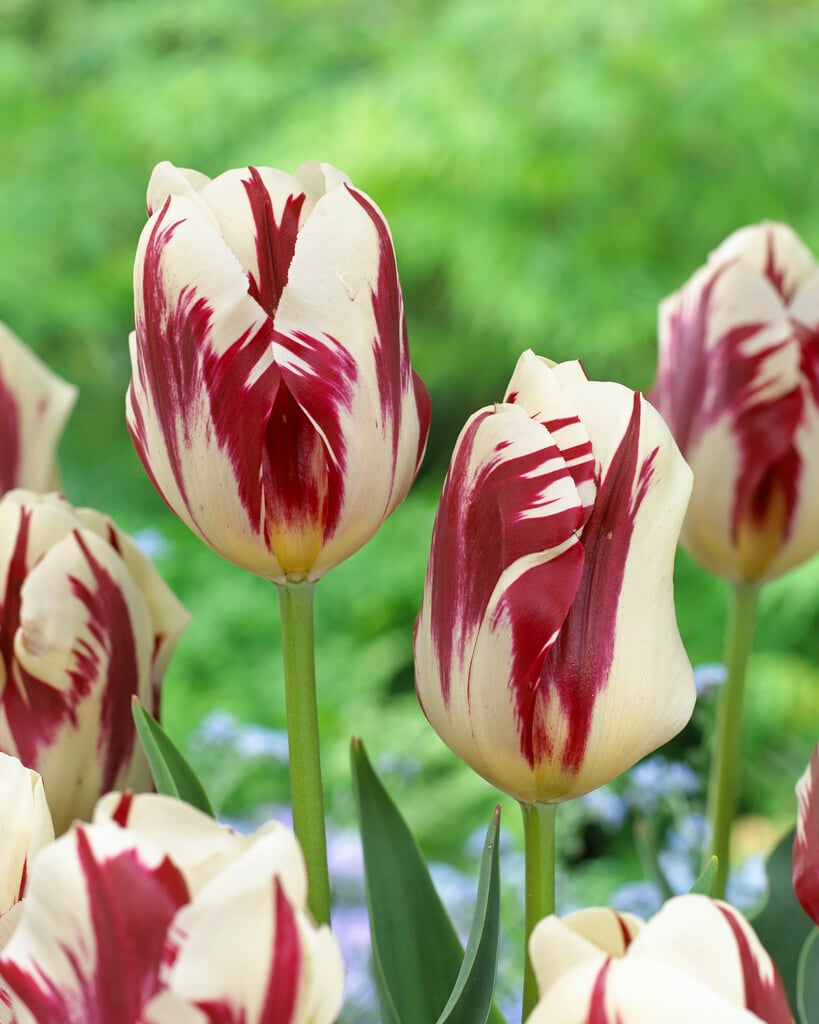 Tulipa &Grand Perfection&PBR (3) | tulip &Grand Perfection& Bulbs/RHS