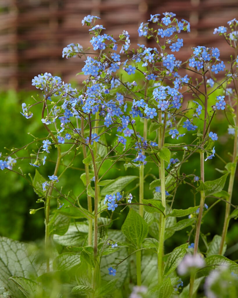 Siberian bugloss 'Silver Heart'