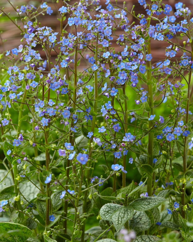 Siberian bugloss 'Sea Heart'