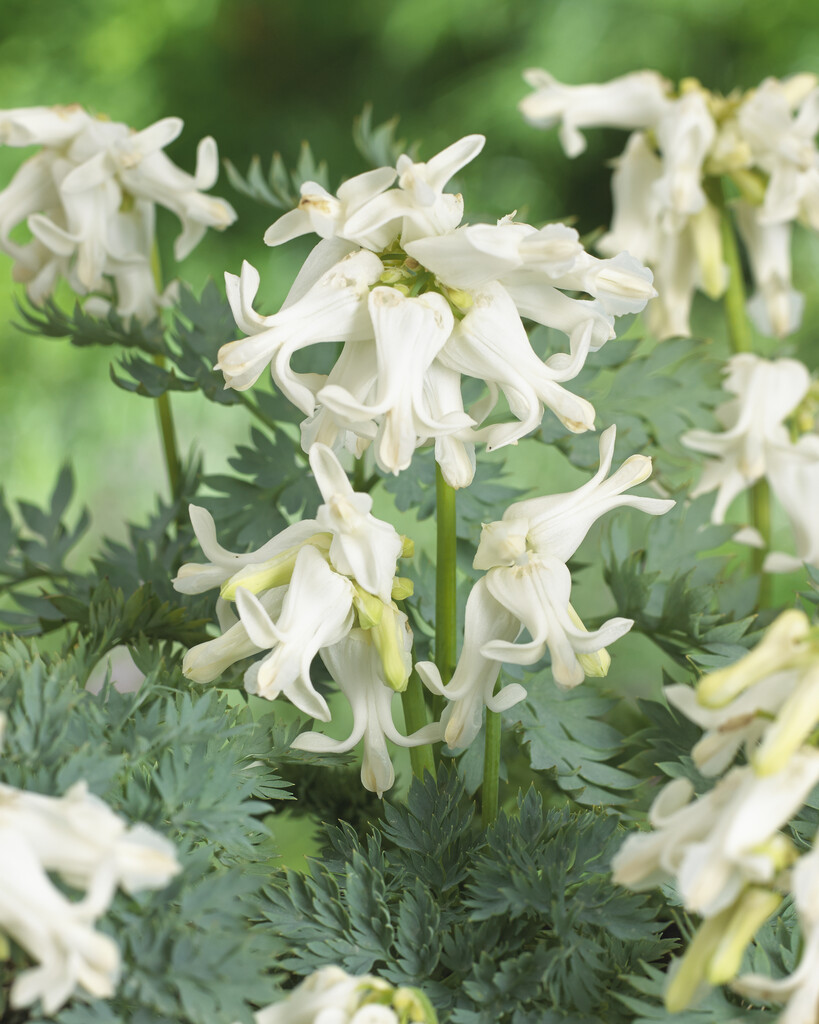 <em>Dicentra</em> 'Ivory Hearts'<sup>PBR</sup>