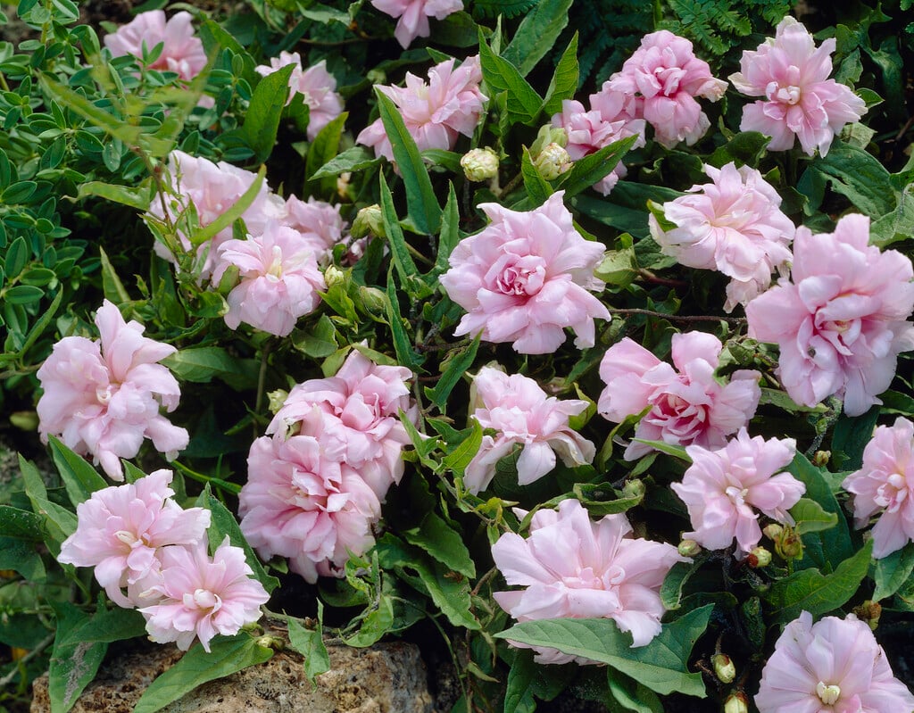 <i>Calystegia</i> <i>hederacea</i> 'Flore Pleno' (d)