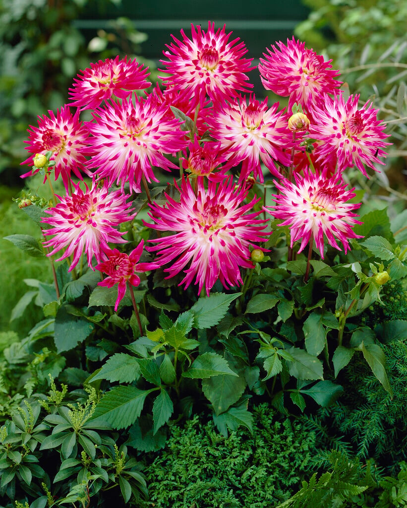 dahlia 'Dutch Explosion'