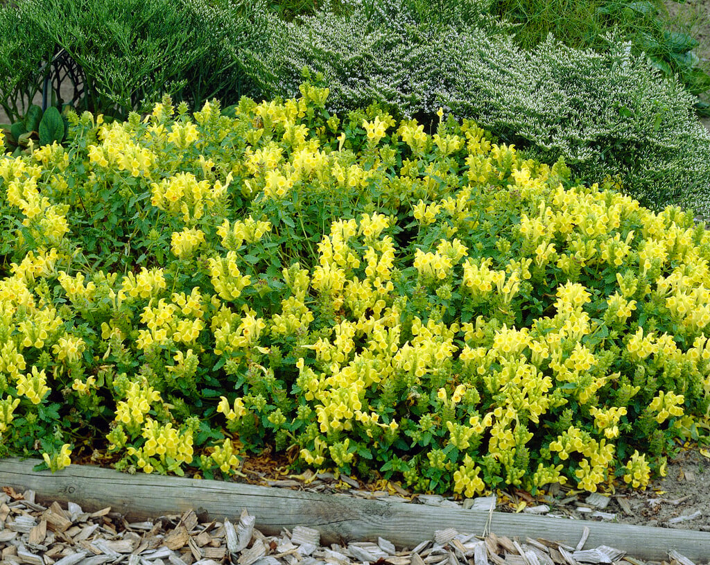 <i>Scutellaria</i> <i>sevanensis</i>