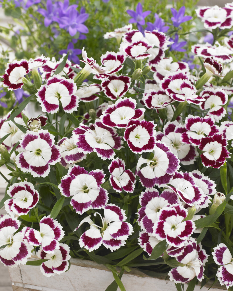 <i>Dianthus</i> 'Olivia' (pf)