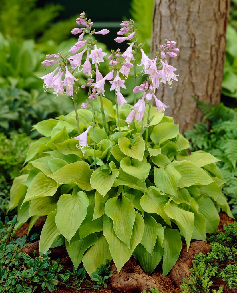 plantain lily 'Gold Drop'