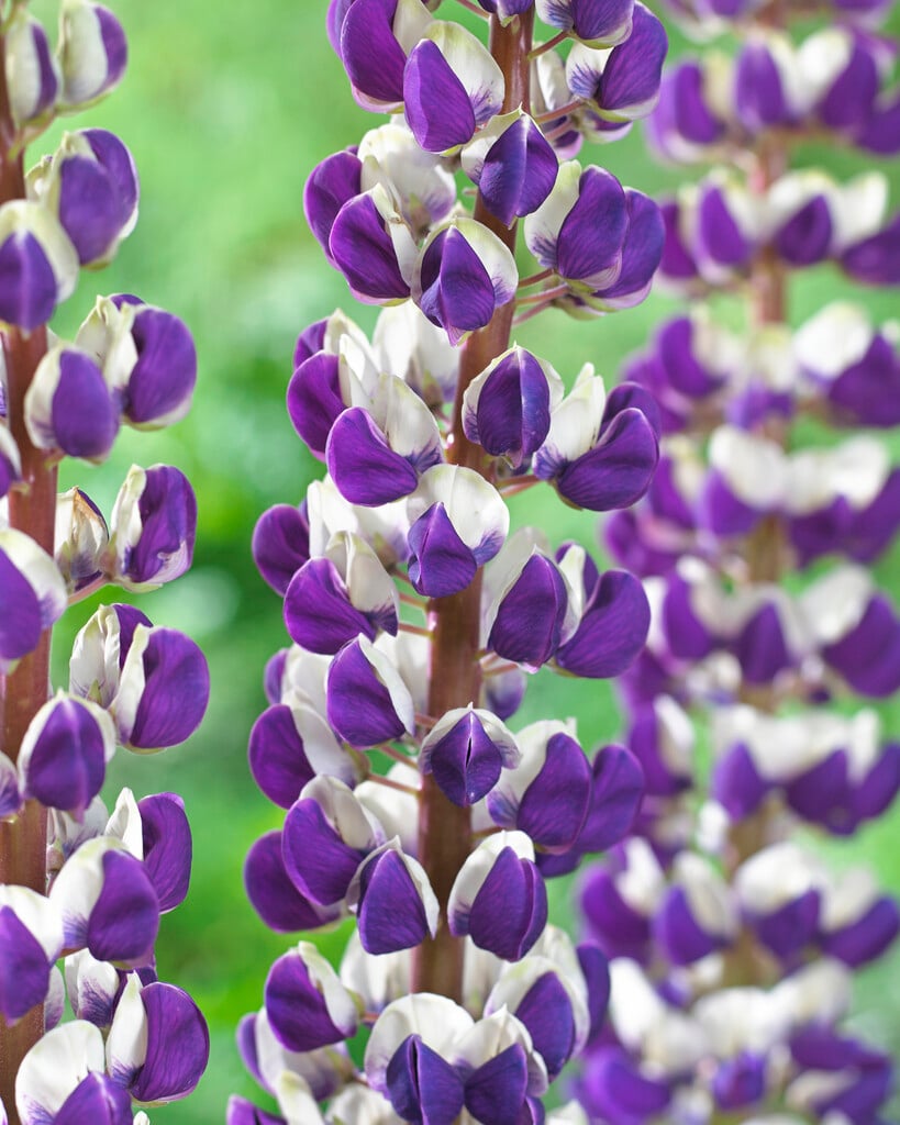 lupin 'Jupiter'
