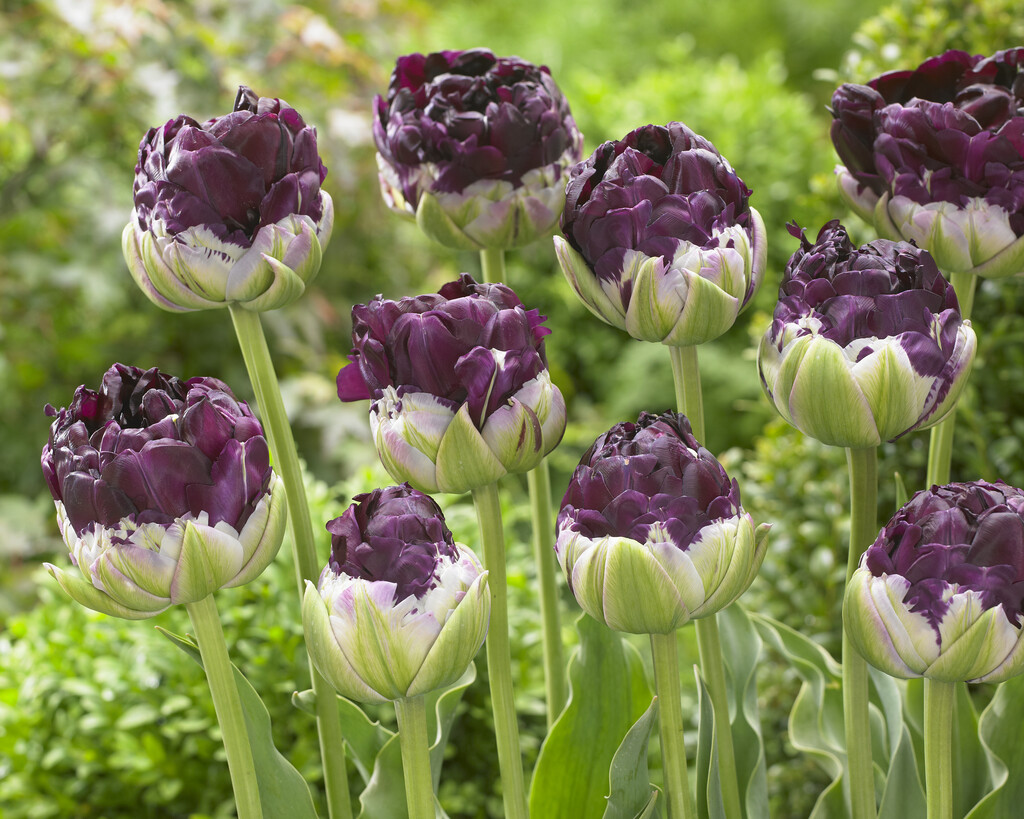 tulip 'Wow'