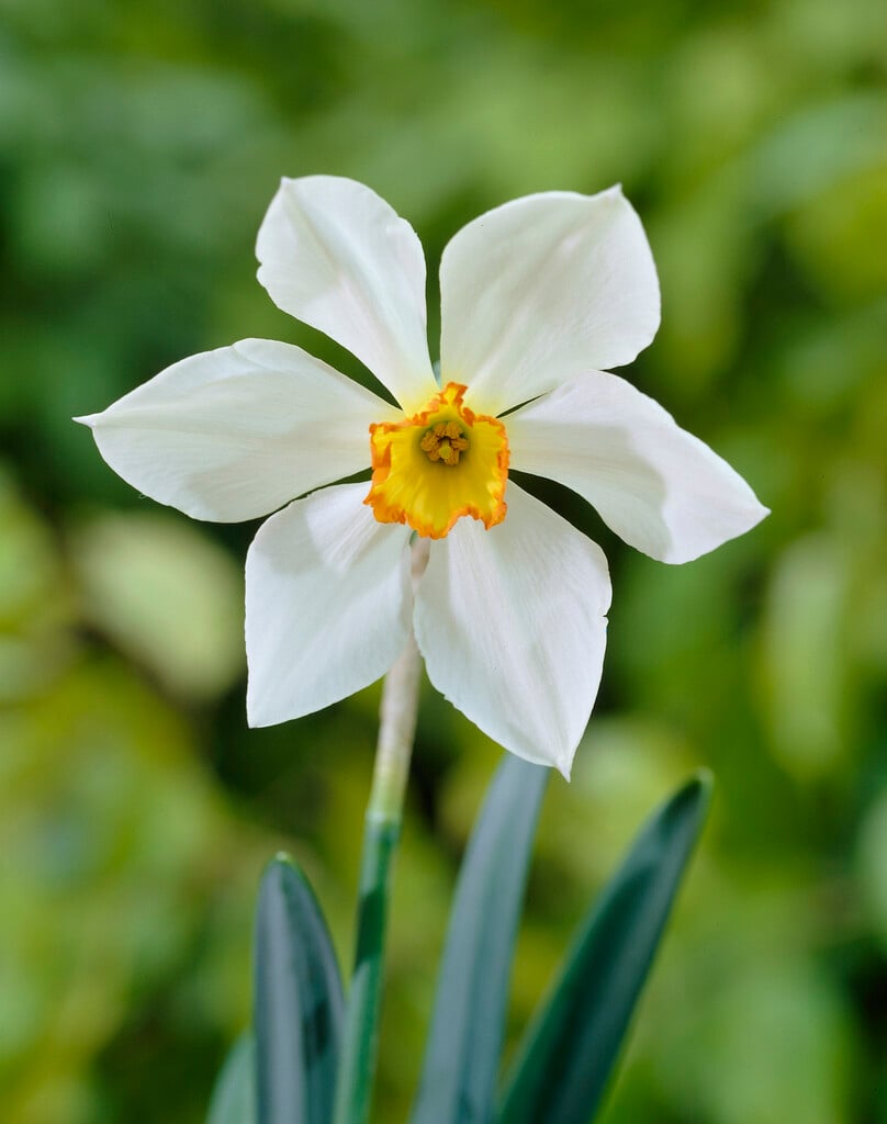 daffodil 'Seagull'