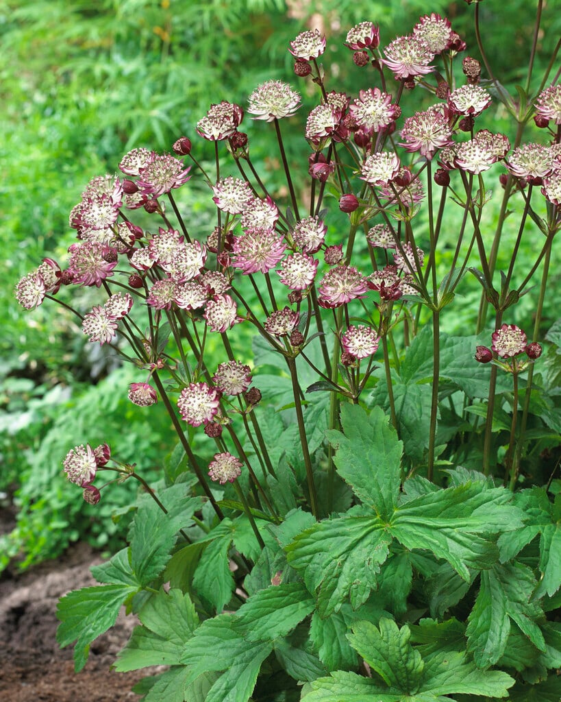 masterwort 'Star of Passion'
