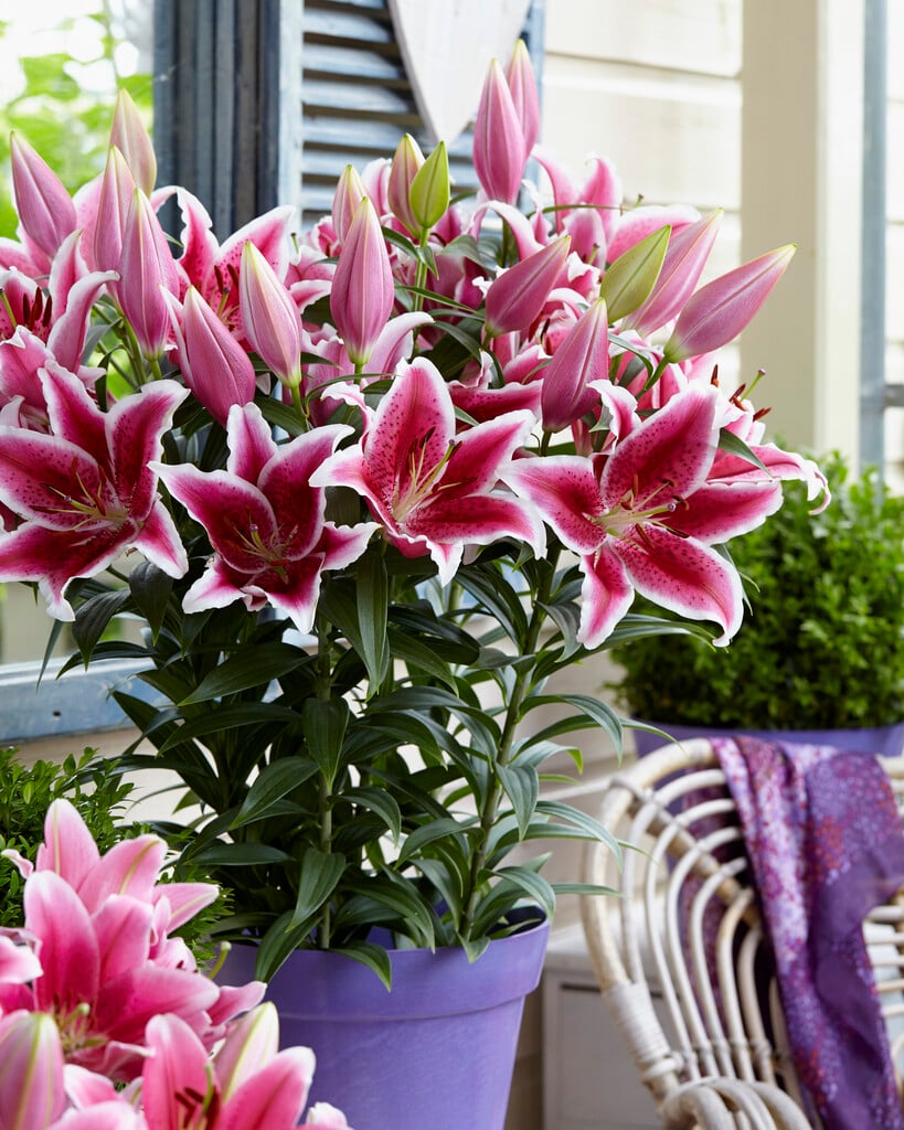 lily 'Star Romance'