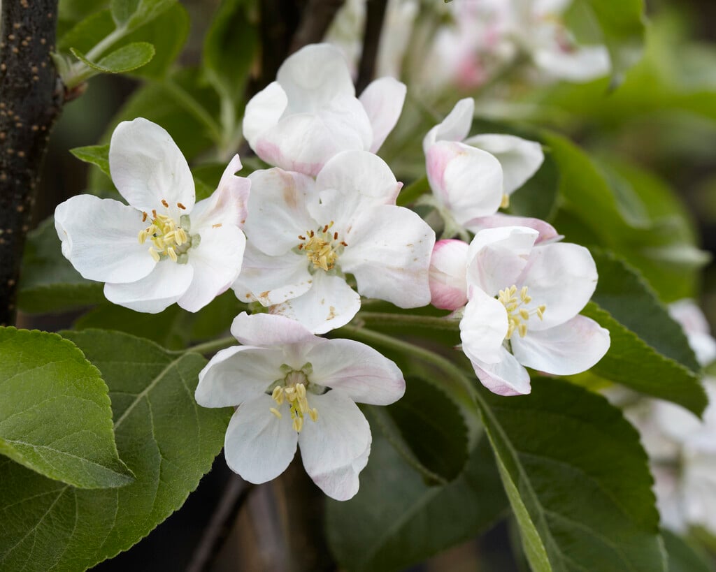 apple 'Santana'