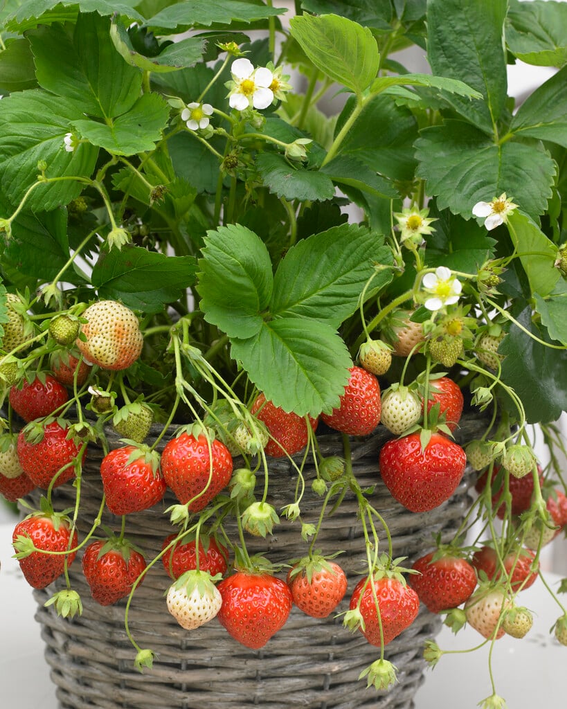 strawberry 'Lambada'