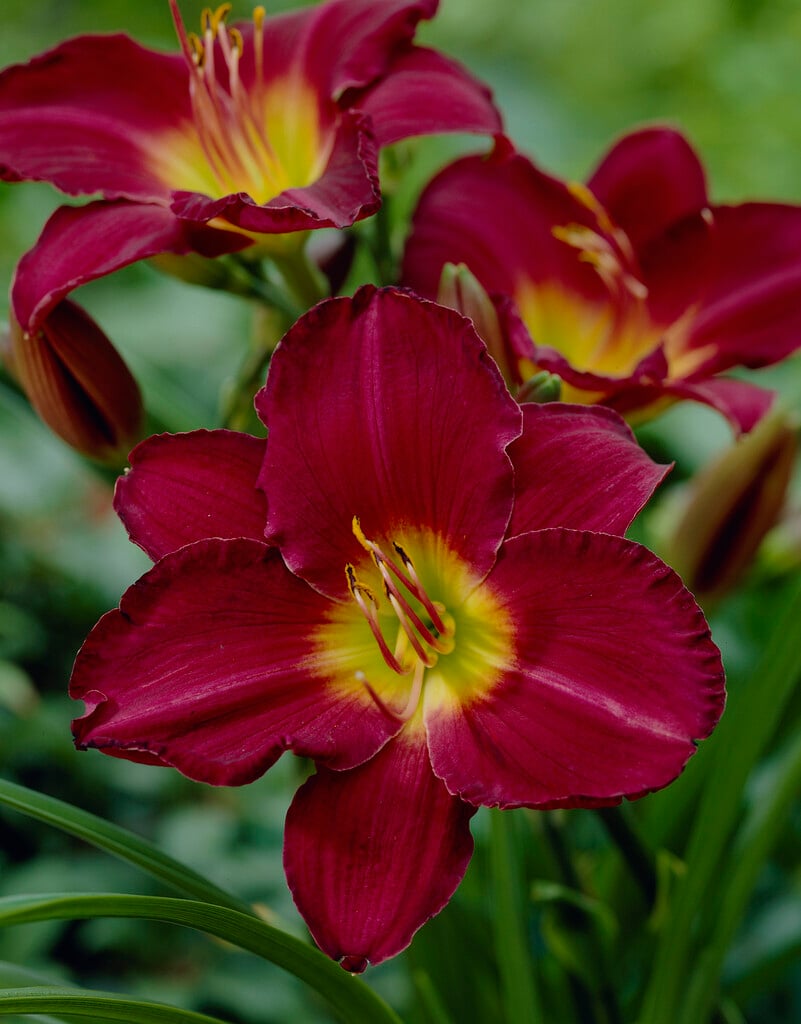 daylily 'Jordan'