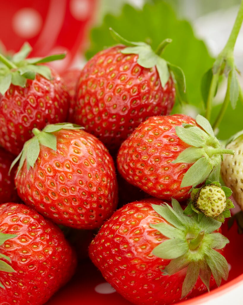 strawberry 'Korona'