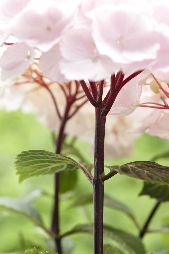 <i>Hydrangea</i> <i>macrophylla</i> [<span style="font-variant: small-caps;">Flamingo</span>] ('Hba 205904') (H)